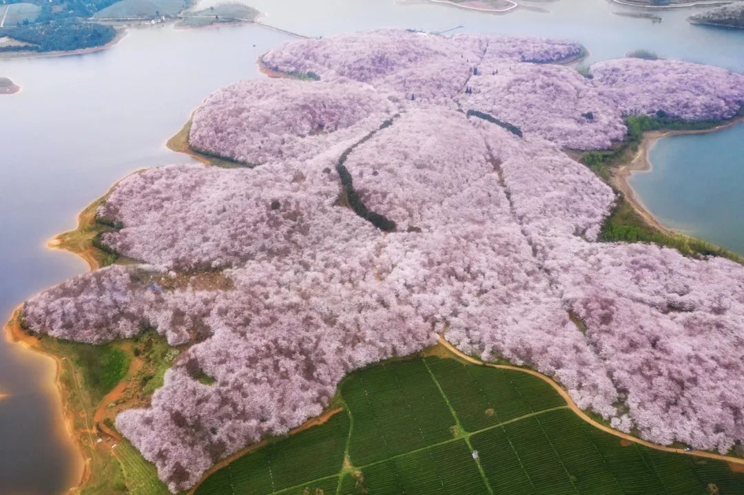 免费赏✔ 世界最大的樱花基地✔"蓝色星球上最美樱花园"&