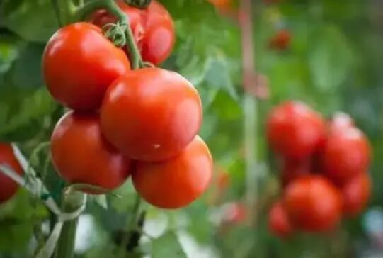 西红柿空心是什么原因，怎么防治？