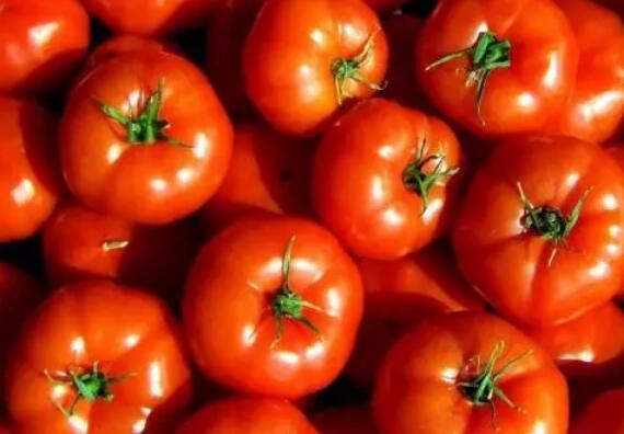 西红柿空心是什么原因，怎么防治？