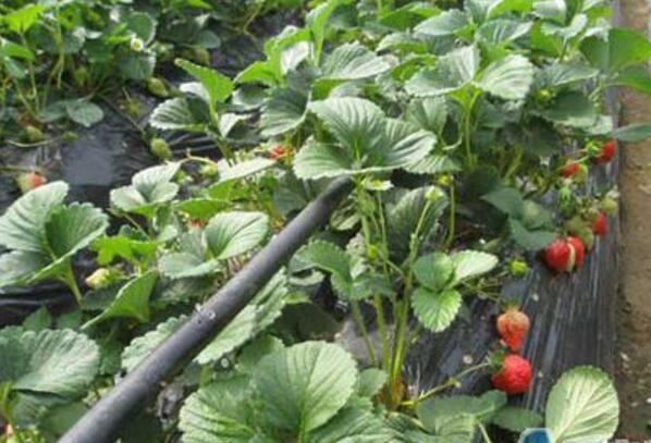 大棚草莓水肥一体化技术应用