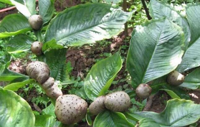 林下种植魔芋技术要点