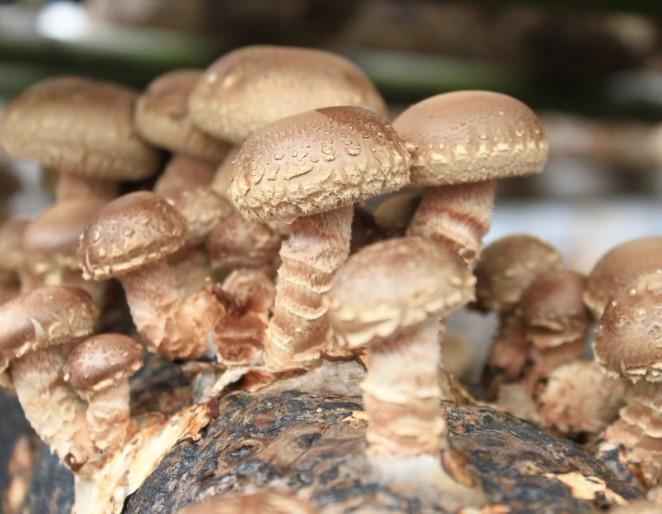 香菇菌棒为什么腐烂