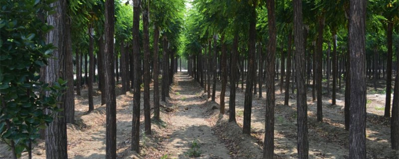苗木种植的技术标准（土壤、移植和栽培）