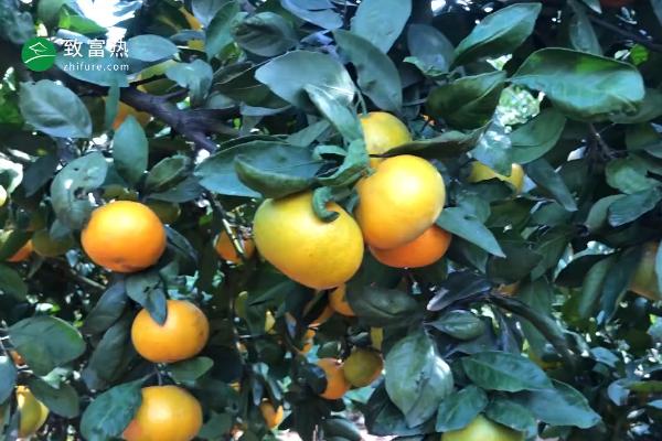 橘子几月份成熟 橘子什么季节上市