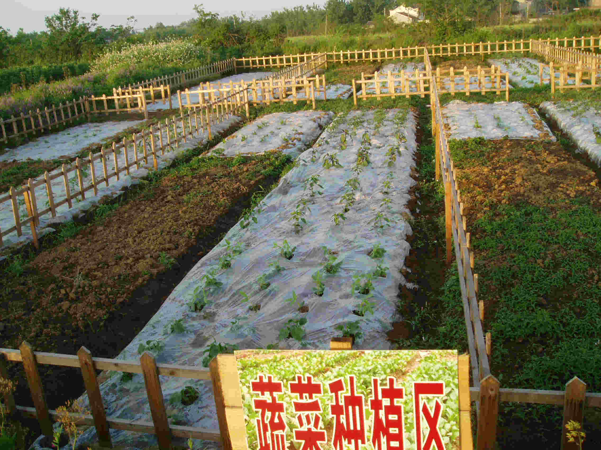 一起活动网|活动详情-周六梧桐山农家摘菜种地一日游