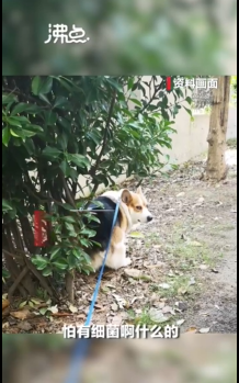 ϺһСﹷɱ ίӦ