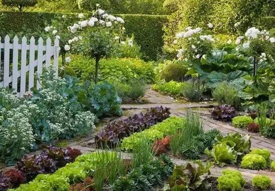 农家小院规划别人家的菜园,比你家的花园还美