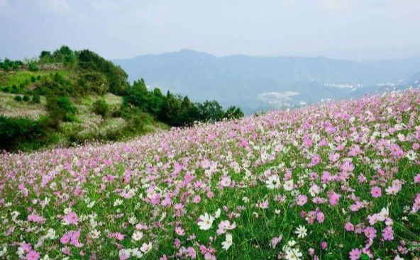 才出冬天,又来夏天,提前打探重庆主城避暑的好地方