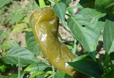 ฯô