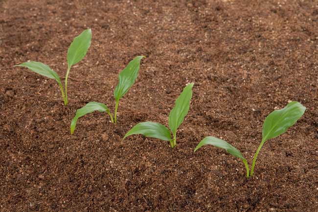 土壤调理剂对障碍土壤有重要改良作用