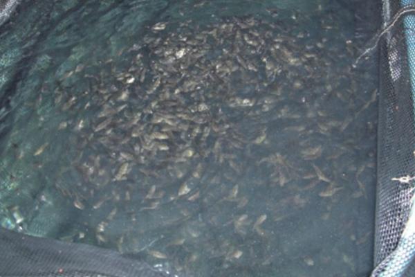 珍珠石斑鱼养殖技术