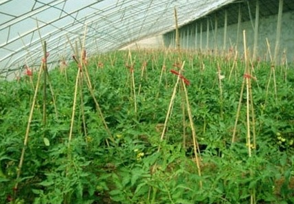 大棚反季蔬菜种植效益高