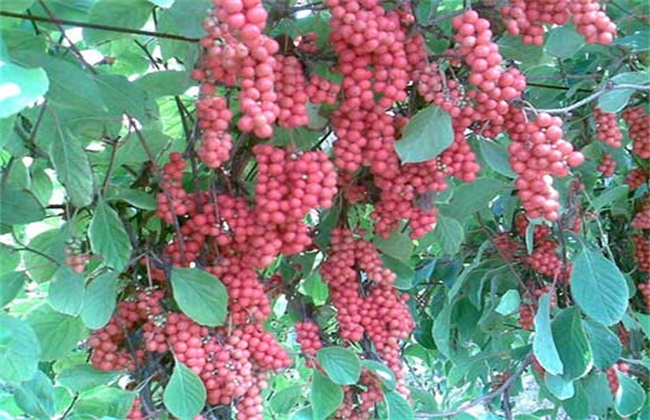 ζҩ