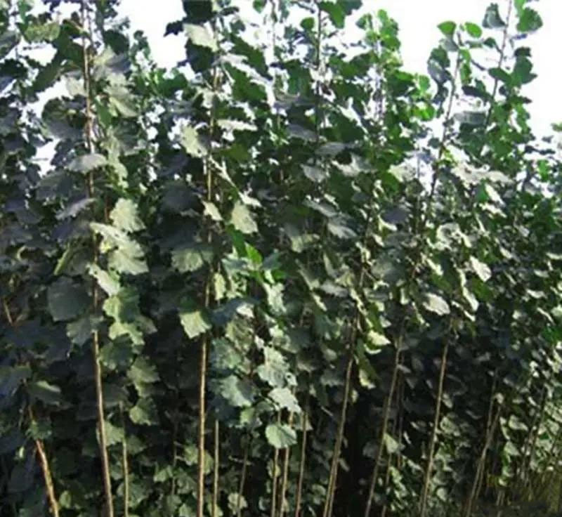 速生杨树适合在农村种植的苗木树种花木商情