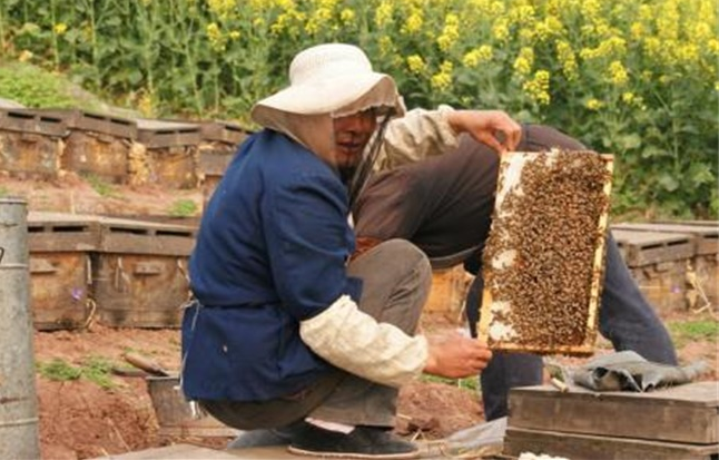 蜂群达不到采蜜群势的补救方法