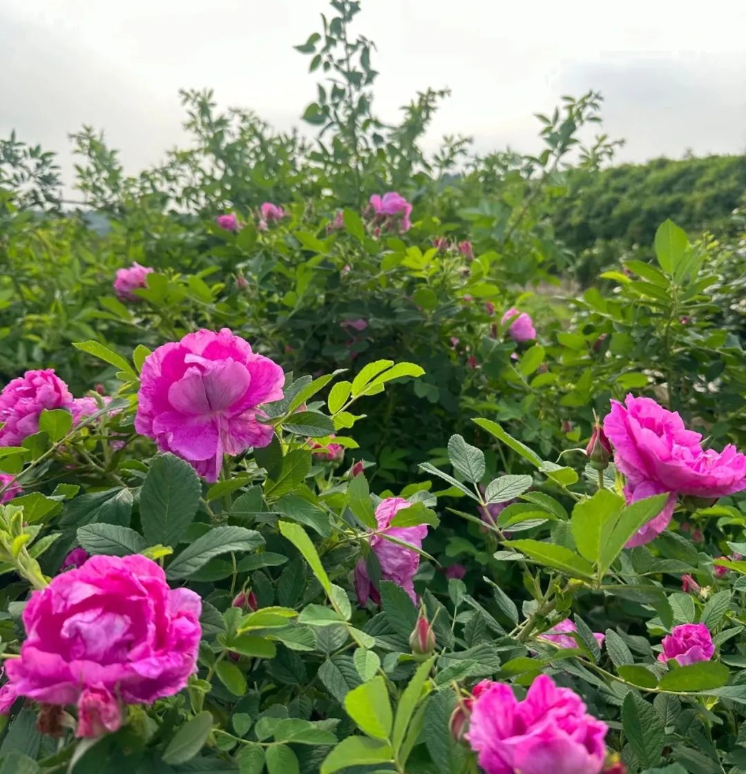 百亩玫瑰花海已进入盛放期！更有蜂巢迷宫等你解锁......_活动_玫瑰园_宁波丽