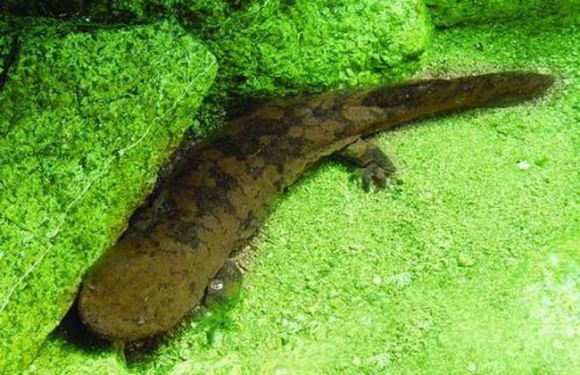 �������㷸����