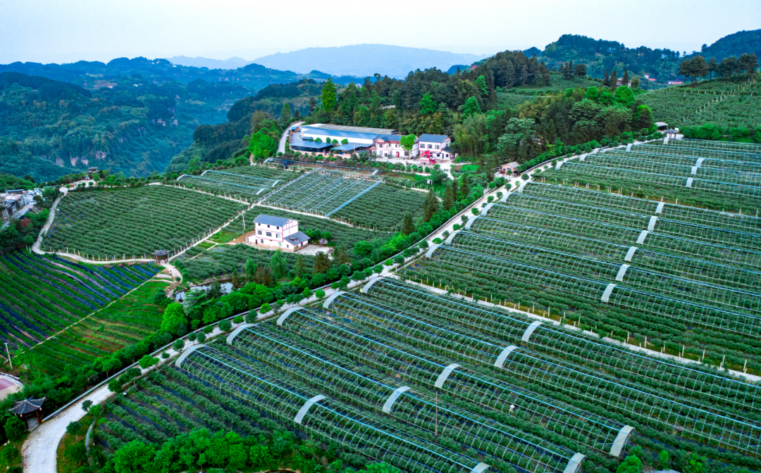 武印峡蓝莓香园基地按照最自然的方法种植蓝莓，人工除草，人工疏花疏果，遵循自然规律，绿色种植，保证所产