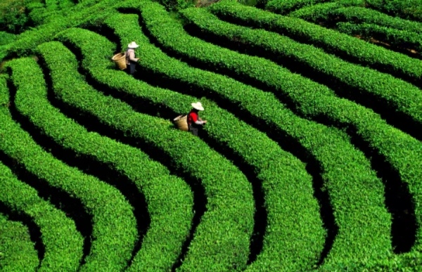 ������ֲ����ʥ��ͼ