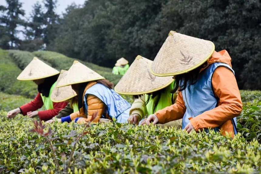 �ɲ��ر���ƺ�����������Ƶ�